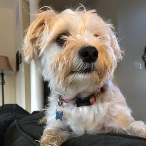 Meet your Posher, James